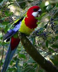 Imagens do Reino das Aves, bairro Jardim Bela Vista - Rio Claro